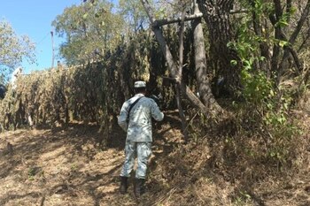 Pese a la incineración de