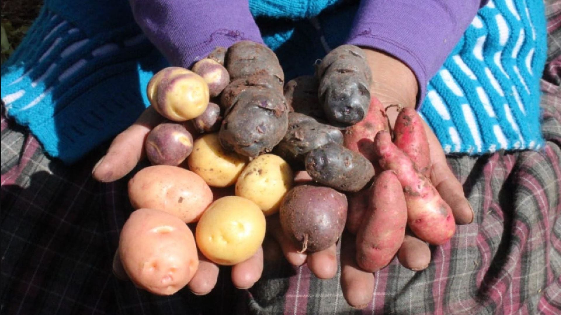 El tubérculo andino es homenajeado por su diversidad genética, su aporte nutricional y su papel fundamental en la seguridad alimentaria y la cocina tradicional y contemporánea (Andina)