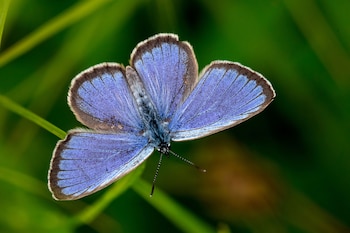 Alcon blue, una hermosa mariposa