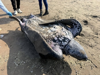 Se trata de la tortuga