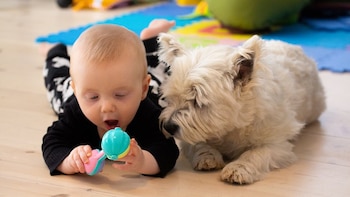 Los gérmenes de los perros domésticos podrían proteger a los bebés contra infecciones, según investigadores