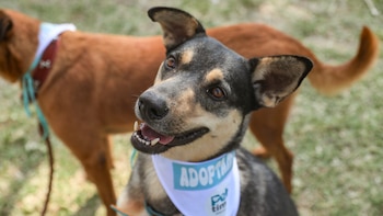 Adoptatón 2025 cierra el año