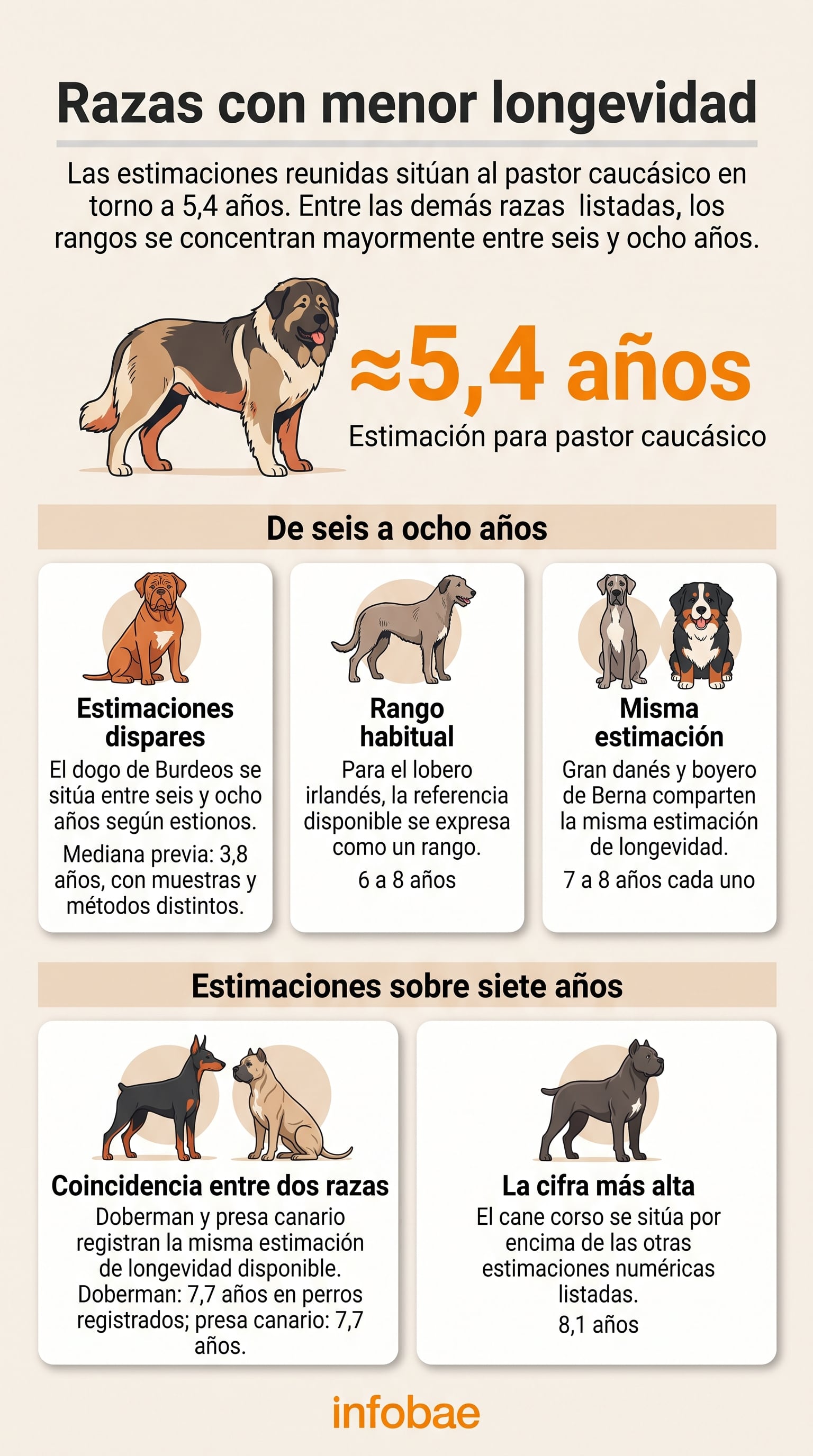 Una infografía de Infobae detalla la esperanza de vida estimada de varias razas de perros, lideradas por el pastor caucásico con aproximadamente 5,4 años. (Imagen Ilustrativa Infobae)