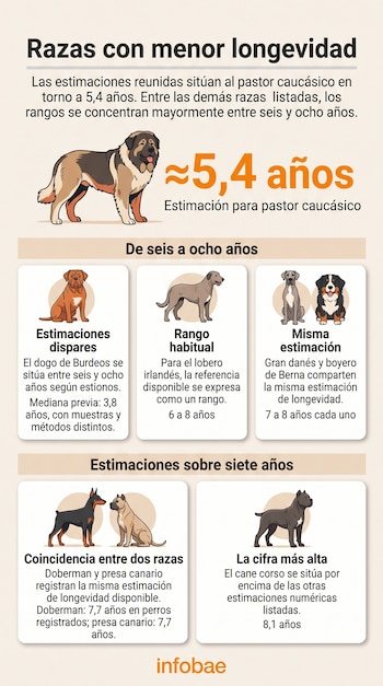 Infografía con ilustraciones de perros de distintas razas, estimaciones de esperanza de vida en años y el logotipo de Infobae en la base.