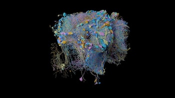 La mosca de la fruta