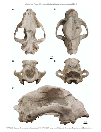 Durante décadas, el fósil permaneció ignorado en un cajón del Museo Americano de Historia Natural (Universidad de California - Berkeley)