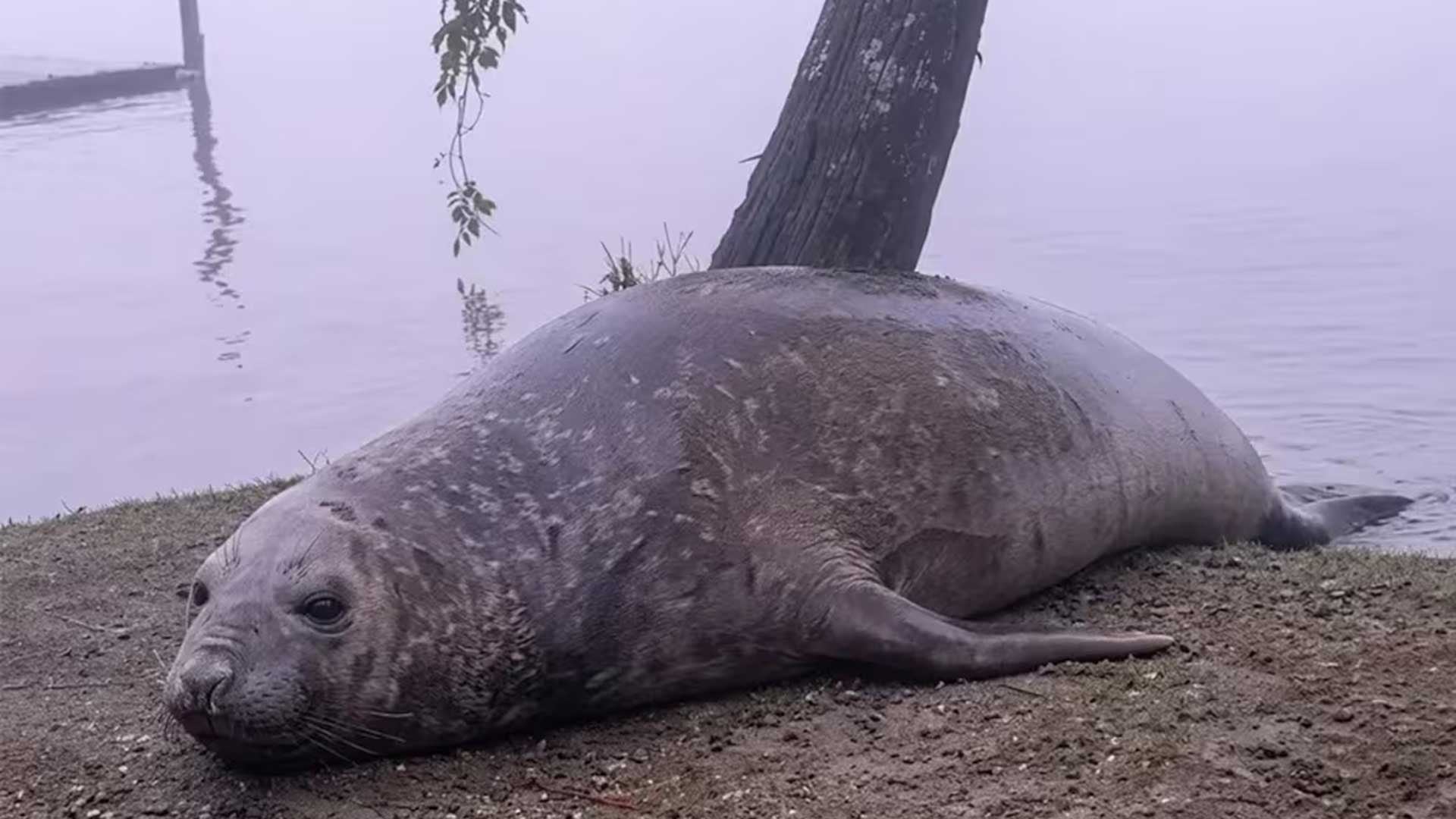 Apareció un lobo marino en Escobar