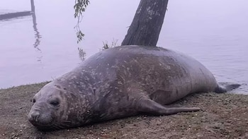 Sorpresa en Escobar por la aparición de un elefante marino
