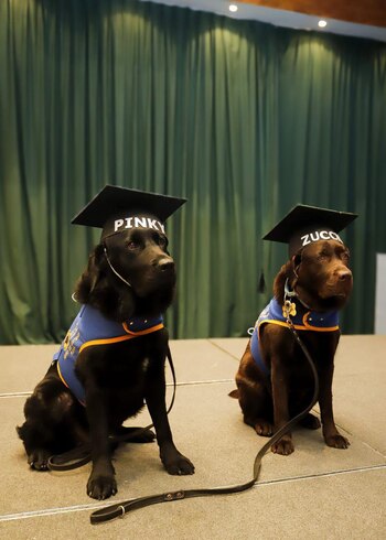 Los perros de asistencia no