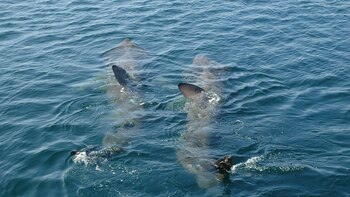 El tiburón peregrino se alimenta