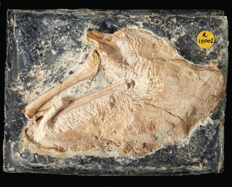 El fósil fue descubierto en 1969 en Gloucestershire pero permaneció sin clasificar durante décadas (The Anatomical Record)