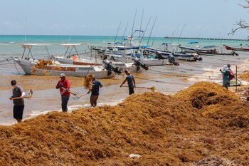 Trabajadores recolectan hoy, alga de