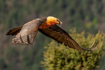 Un quebrantahuesos en vuelo lateral con plumaje anaranjado y plumas oscuras sobre un fondo verde desenfocado