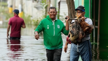 Fedegán reporta pérdidas por $12.860 millones en la ganadería por lluvias y sequía extrema