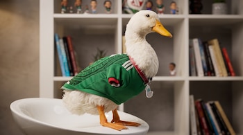 Pato blanco con pico amarillo y patas anaranjadas, vestido con camiseta verde con rayas blancas y cuello rojo. Collar rojo con colgante transparente. Fondo con estantería blanca, libros y figuras. Pato Merlín