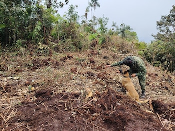 La desactivación de explosivos evitó atentados contra la fuerza pública y la población civil en una zona estratégica del suroccidente colombiano - crédito prensa EJC