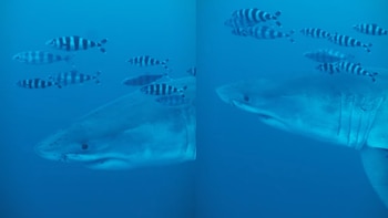 Unos buceadores graban por primera vez a un tiburón blanco en el Mediterráneo: su presencia en la zona es escasa