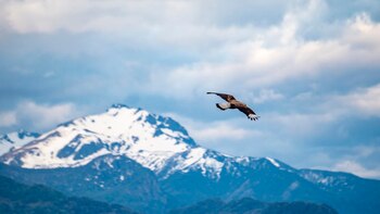 La serie "Nature or Grace.