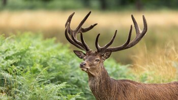 “Día del Cornudo”: por qué