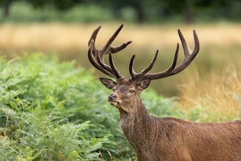 Alrededor de esta fecha, generalmente se celebraban en Italia varias ferias de ganado. De ahí la conexión con los cuernos de los animales (Shutterstock)