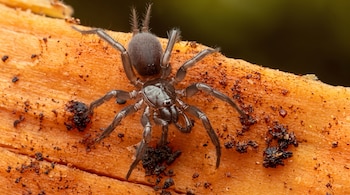 Araña de color oscuro con vello y caparazón liso sobre un fragmento de madera anaranjada con partículas de tierra.