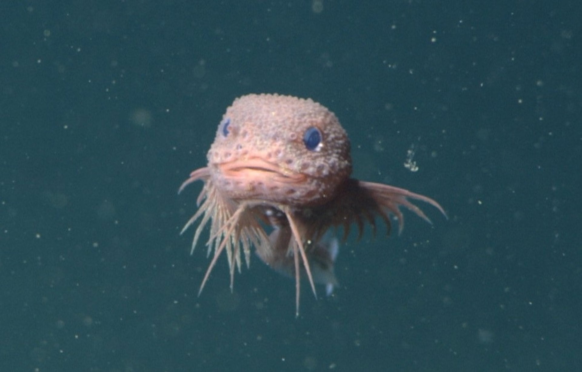 La identificación de especies crípticas mediante análisis moleculares podría aumentar significativamente el número real de organismos conocidos - (Europa Press)