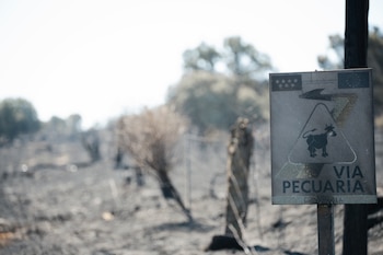 El incendio en Lozoyuela (Madrid) se estabiliza y baja al nivel 1. (Europa Press)
