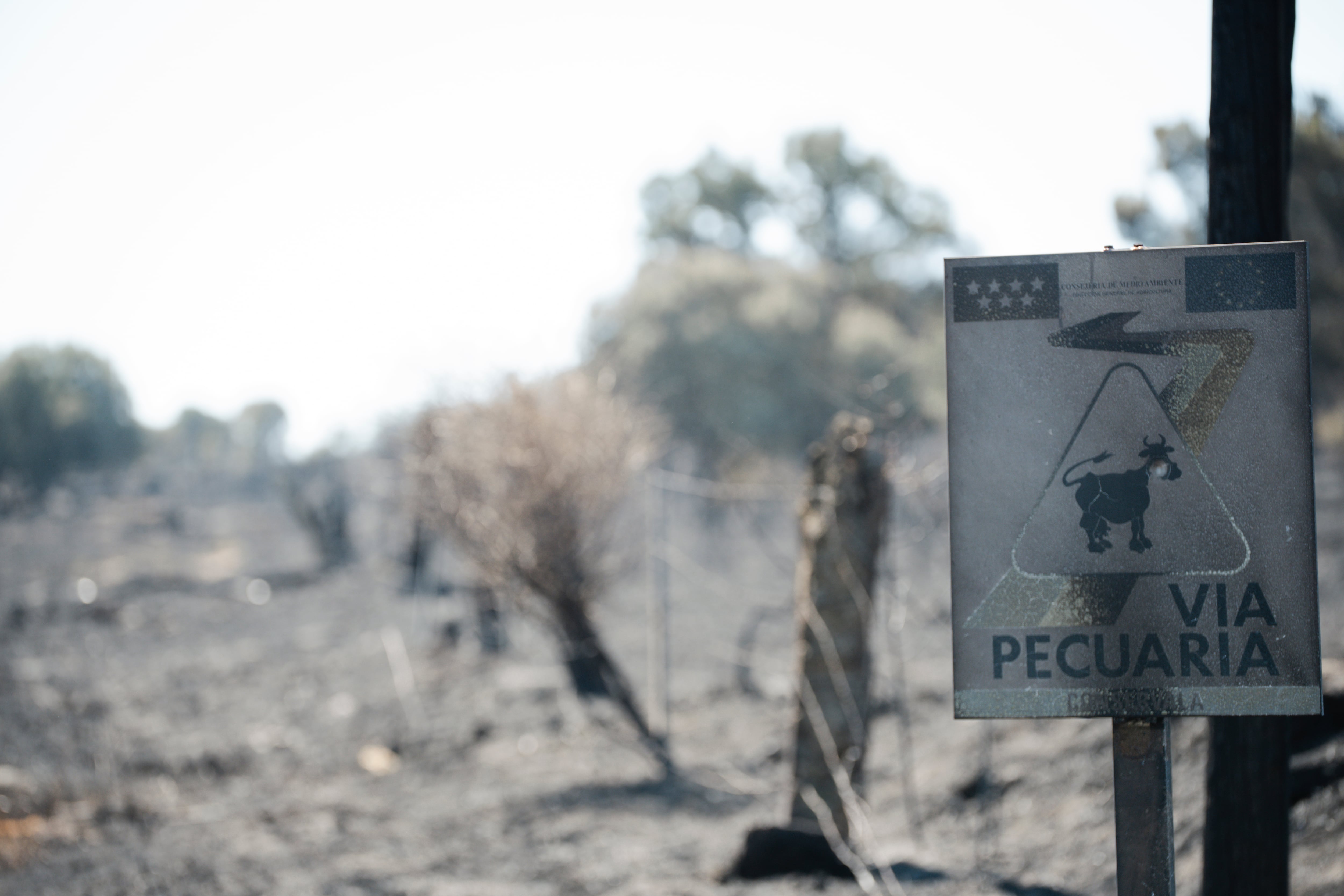 El incendio en Lozoyuela (Madrid) se estabiliza y baja al nivel 1: la UME se retira tras una evolución favorable