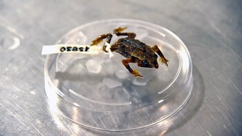 Ecuadorianische Kröte: So singt diese