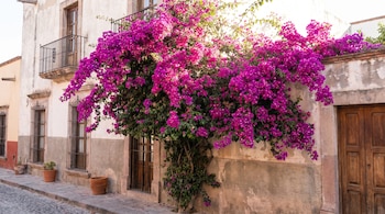 Gran bugambilia de flores púrpuras cubriendo una pared de edificio antiguo con balcón y ventanas en una calle empedrada mexicana.