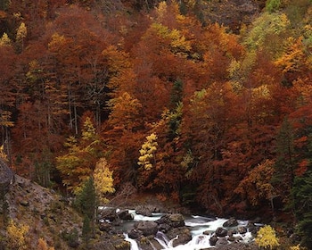 El Hayedo de los Cameros (La Rioja Turismo)