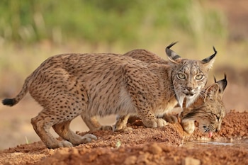 Ejemplar de lince ibérico. (Antonio Liébana / WWF)