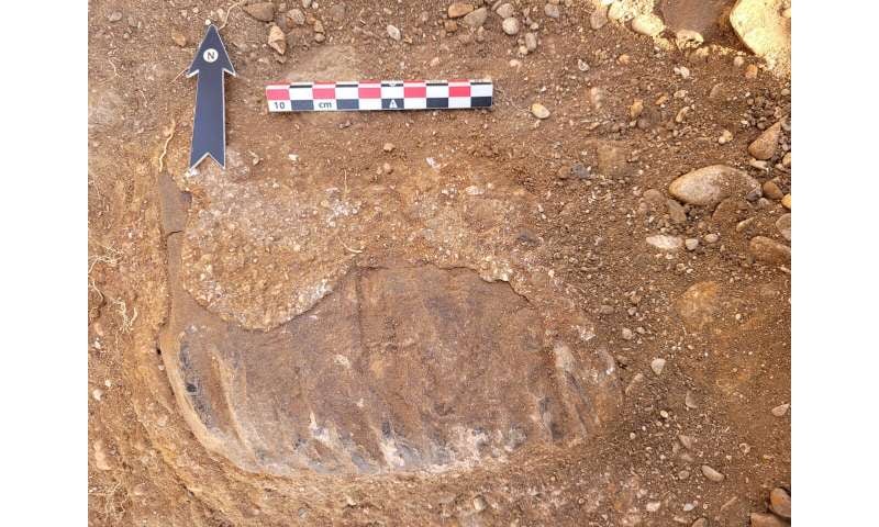 El fósil analizado perteneció a un Palaeoloxodon antiquus, especie conocida como el elefante de colmillos rectos del Pleistoceno. (Universidad de Tel-Hai de Kiryat Shmona en Galilea y Hannah Farrell, Universidad de Haifa)