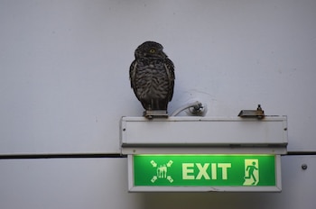 Dos aves minúsculas protagonizan una