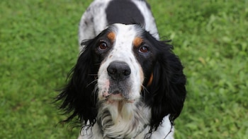 El setter inglés es un