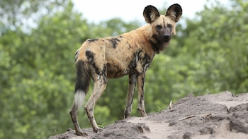 Los perros salvajes africanos: una especie amenazada por la pérdida de territorio y la persecución humana