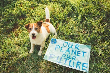 Los desechos de nuestras mascotas