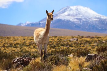 Desierto de Atacama, Chile: premio