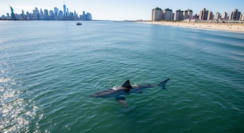 Vista aérea de un tiburón nadando en aguas oceánicas. Al fondo a la izquierda, la Estatua de la Libertad y el horizonte de Nueva York. A la derecha, una playa y edificios.