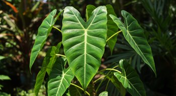 Planta oreja de elefante. (Adobe Stock)