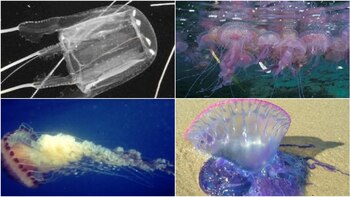 Imagen de las cuatro medusas más peligrosas de la costa española. (MITECO)