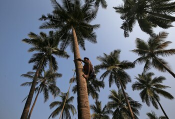 Las plantas cuyas semillas se