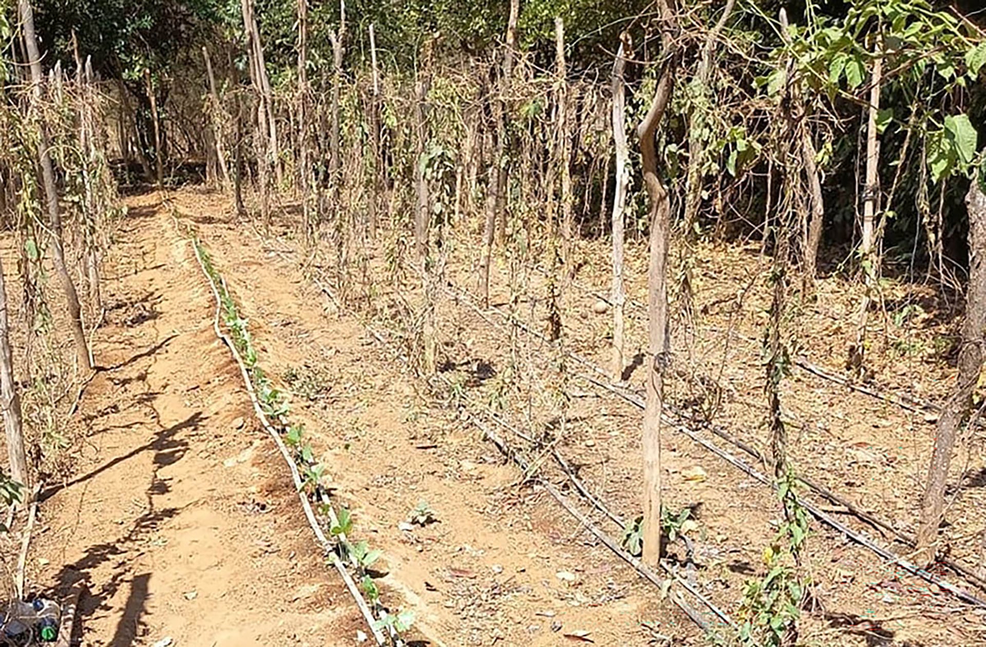Una plantación muestra cultivos afectados por las condiciones secas y los cambios de temperatura, en medio de la alerta agrícola que afecta a 175 municipios de Guatemala. (Ministerio de Agricultura, Ganadería y Alimentación )