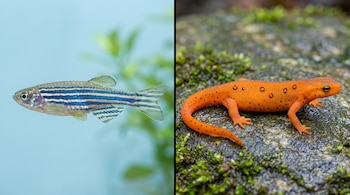 Díptico con un pez cebra de franjas azules a la izquierda y una salamandra naranja sobre una piedra con musgo a la derecha.