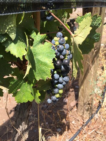 Los 50 mejores vinos de 2021- Magno Córpore Gran Malbec - Finca Bandini