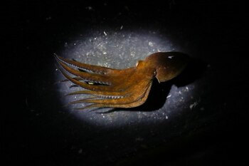 Podría decirse que el rasgo