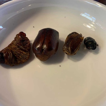 Cuatro bichos de jardín comestibles,