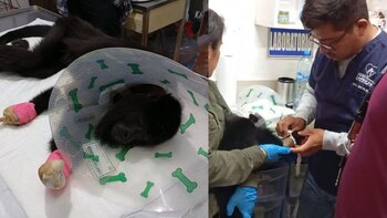 El ejemplar fue trasladado a