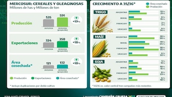 El Mercosur apunta a un salto productivo: proyectan 18,7% más cereales y oleaginosas hacia 2036
