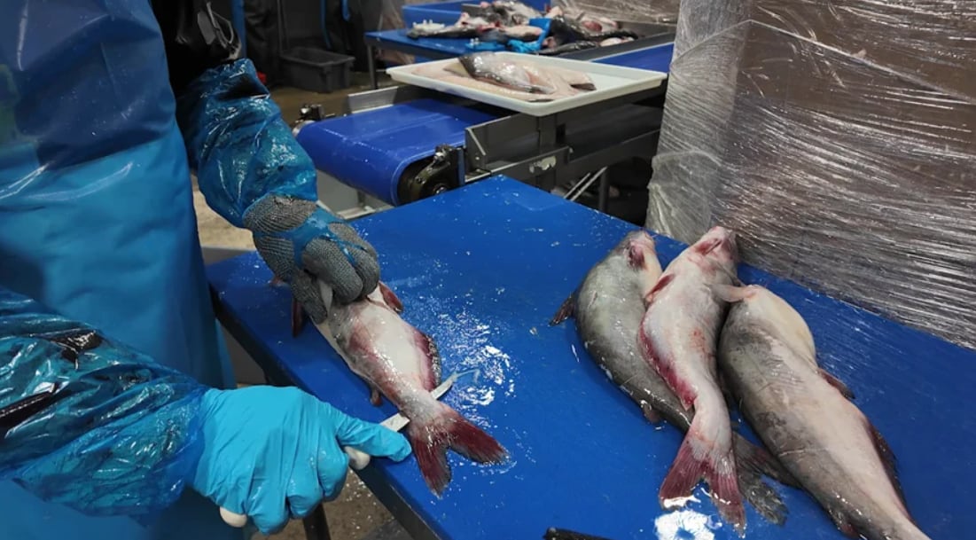 El bagre azul es el único pescado capturado en Estados Unidos que debe pasar por inspección federal obligatoria antes de llegar al consumidor (WBOC-TV)